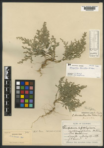 Herbarium Sheet of RM 8460